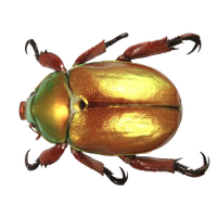 Beetle Free Png Image Png Image - BeeBeetle, Transparent background PNG HD thumbnail