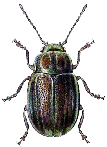 Beetle Png Image - BeeBeetle, Transparent background PNG HD thumbnail
