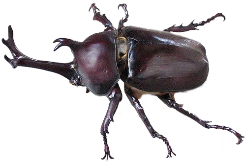 File:kabutomushi Japanese Beetle (Modified).png - BeeBeetle, Transparent background PNG HD thumbnail