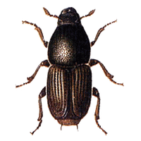 Similar Beetle Png Image - BeeBeetle, Transparent background PNG HD thumbnail