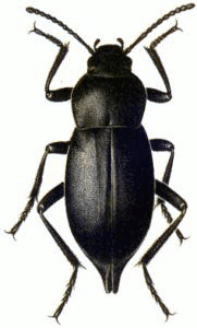 Hdpng - Beetle, Transparent background PNG HD thumbnail