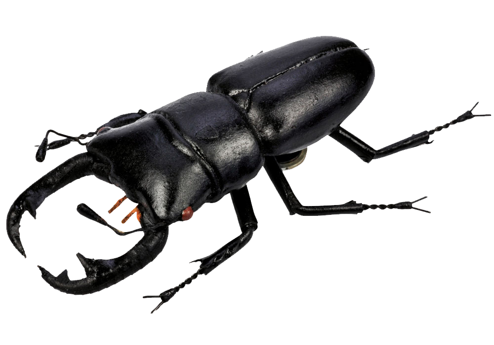 Beetle Png Pic Png Image - Beetle, Transparent background PNG HD thumbnail