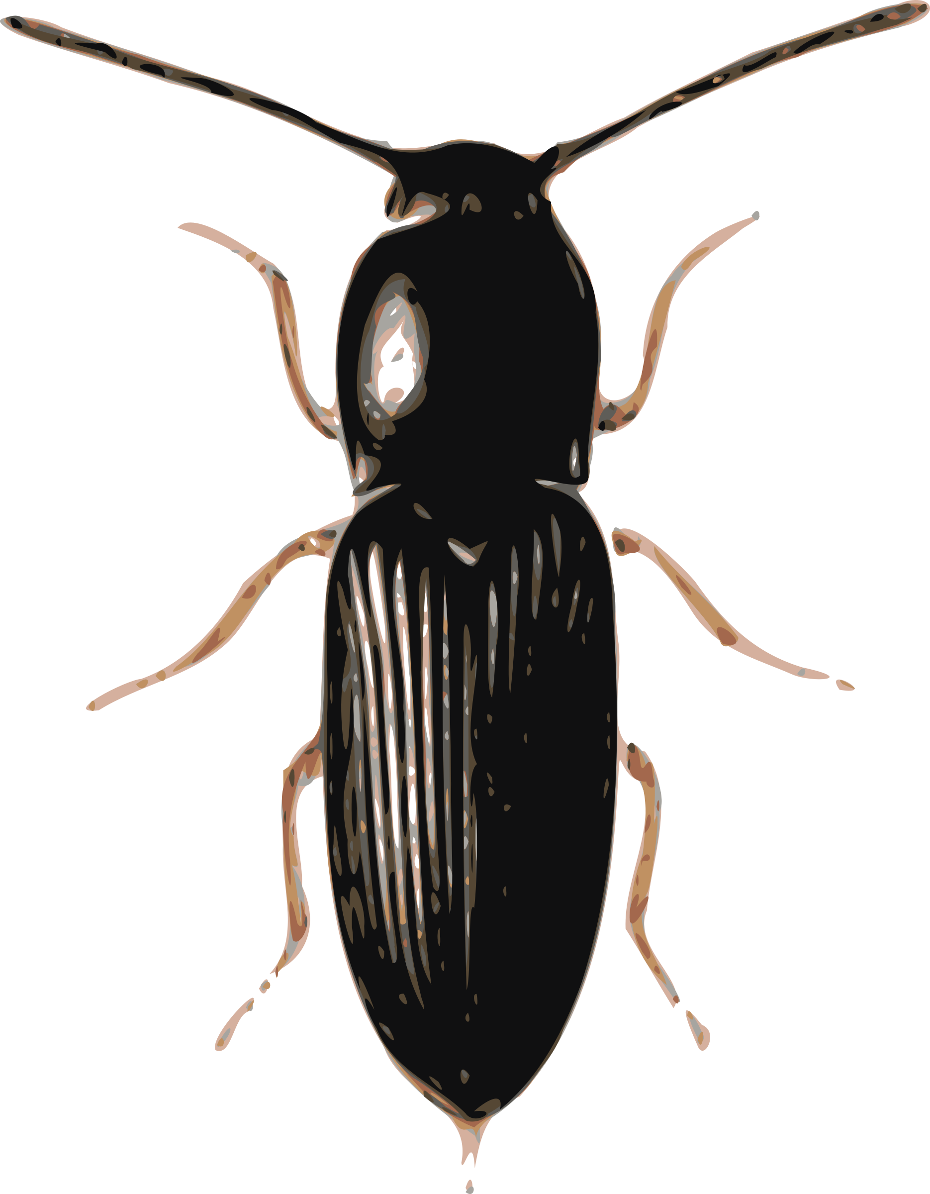 Big Image (Png) - Beetle, Transparent background PNG HD thumbnail