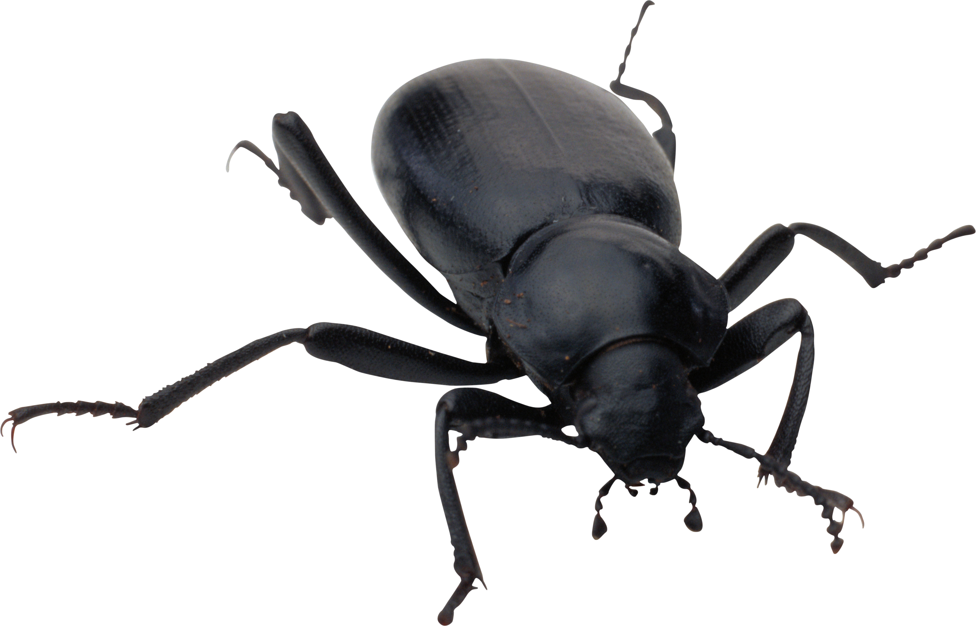 Bug Png Image - Beetle, Transparent background PNG HD thumbnail