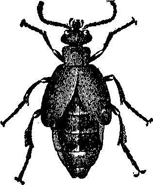 File:oil Beetle.png - Beetle, Transparent background PNG HD thumbnail