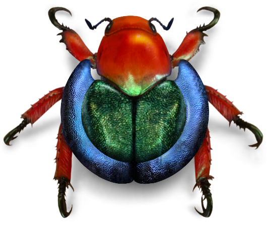 File:wikimedia Beetle.png - Beetle, Transparent background PNG HD thumbnail
