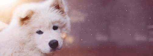 Traumdeutung Hund - Bellender Hund, Transparent background PNG HD thumbnail