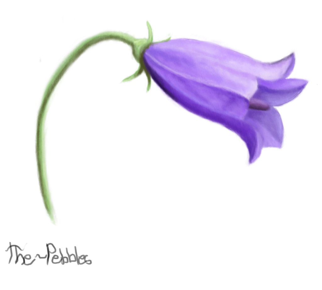 Bluebell Flower By Thewonderb0T Bluebell Flower By Thewonderb0T - Bellflower, Transparent background PNG HD thumbnail