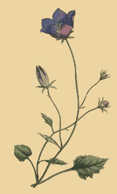Campanula Carpatica Tussock Bellflower, Carpathian Bellflower, Carpathian Harebell - Bellflower, Transparent background PNG HD thumbnail