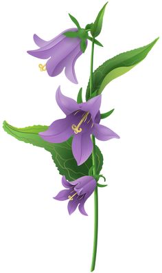 Wild Purple Bell Flower Png Clip Art Image - Bellflower, Transparent background PNG HD thumbnail