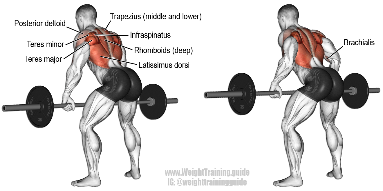Bent Over Barbell Row - Bent Barbell, Transparent background PNG HD thumbnail