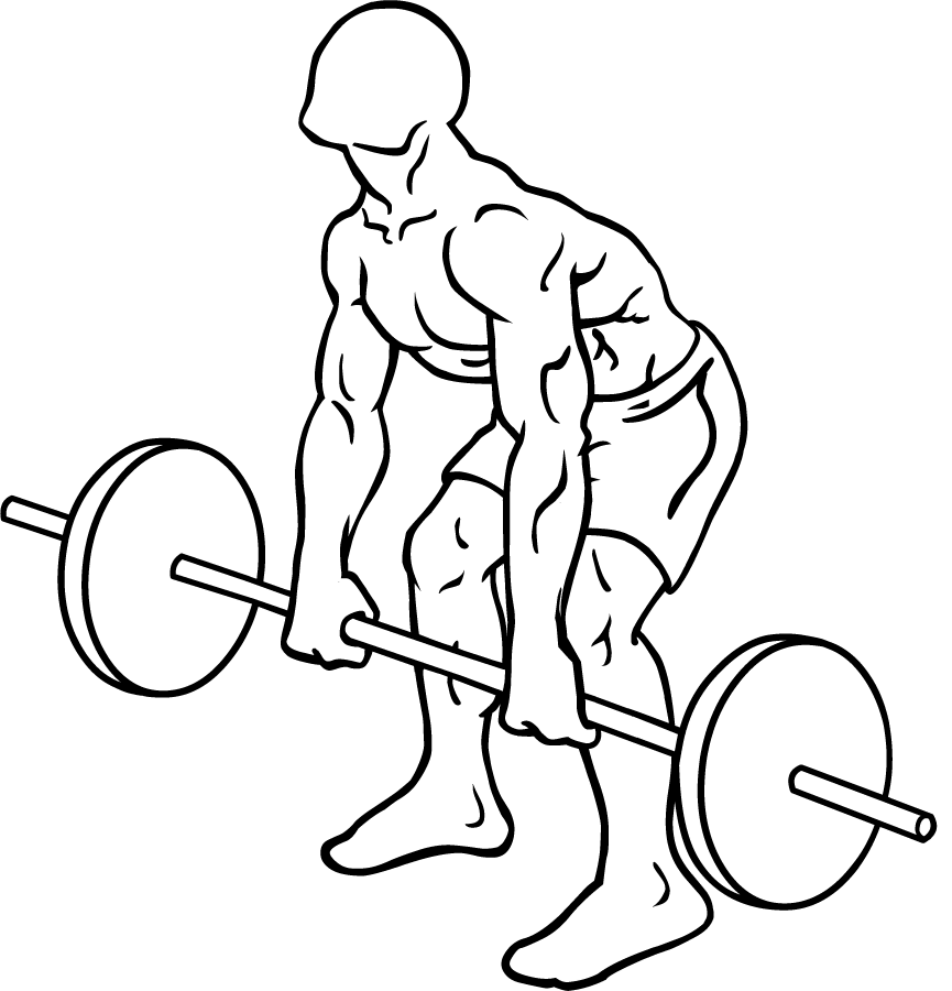 File:barbell Rear Delt Row 1.png - Bent Barbell, Transparent background PNG HD thumbnail