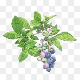 Berry Bush Png - Blueberry, Blueberry, Plant, Fruit Png Image And Clipart, Transparent background PNG HD thumbnail