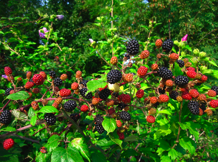 Photo Blackberry Bush - Berry Bush, Transparent background PNG HD thumbnail