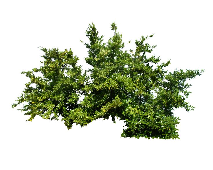 Png Bush 1 By Moonglowlilly - Berry Bush, Transparent background PNG HD thumbnail