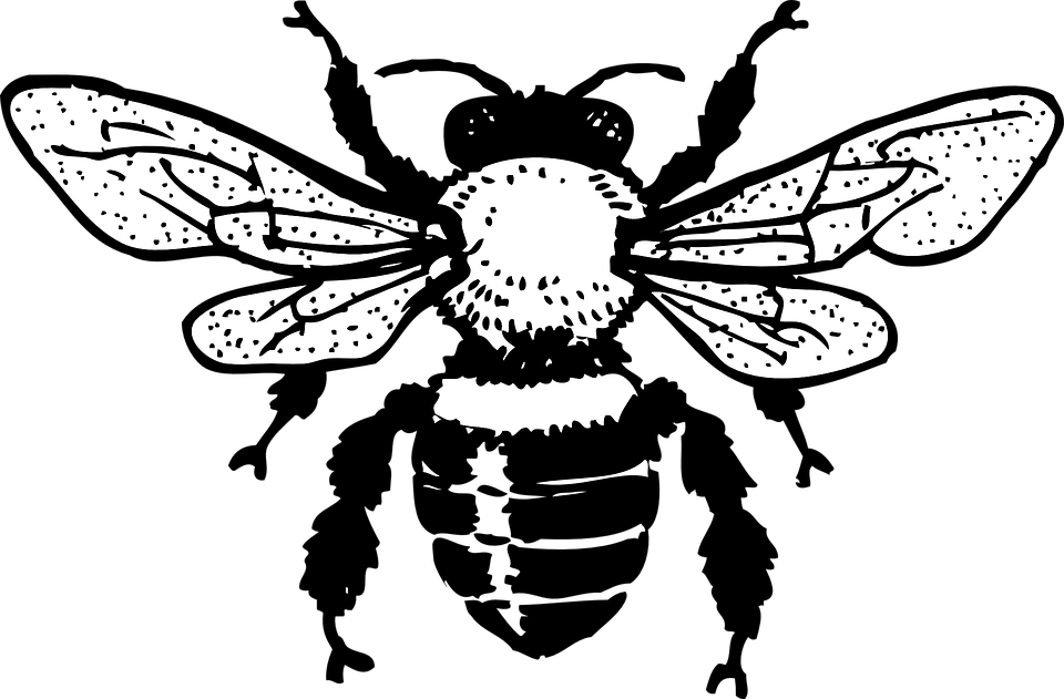 Honigbiene Insekt Zeichnung Schwarz Und Weiß Apis - Biene Schwarz Weiss, Transparent background PNG HD thumbnail