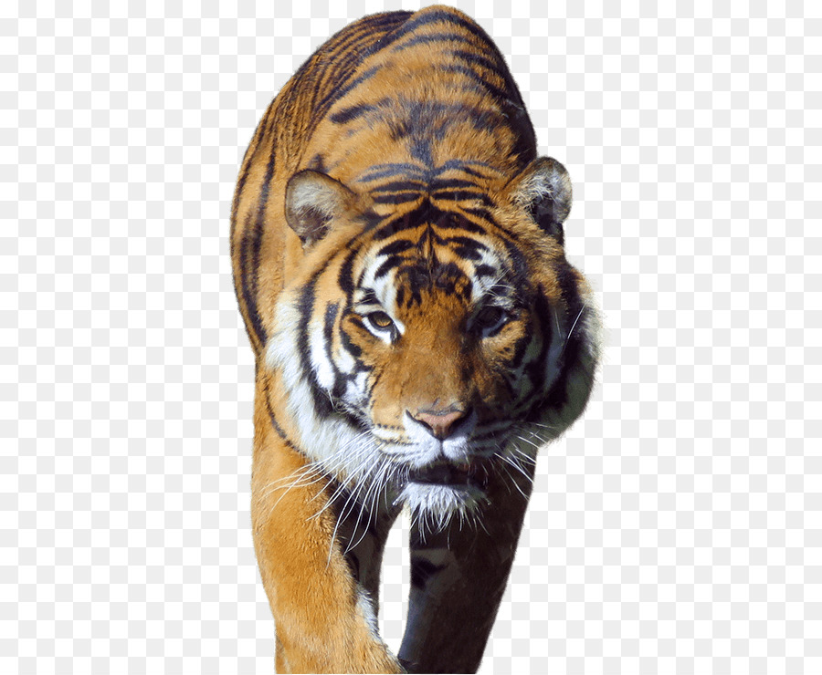 Black Tiger Whiskers Big Cat Deer   Encounter - Big Cat, Transparent background PNG HD thumbnail