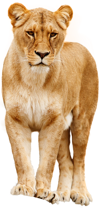 Lion Cat Predator Big Cat Pride Lion Females - Big Cat, Transparent background PNG HD thumbnail