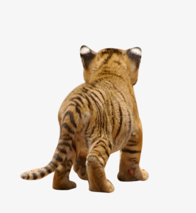 Little Tiger Back, Tail, Go Away, Big Cat Png Image And Clipart - Big Cat, Transparent background PNG HD thumbnail