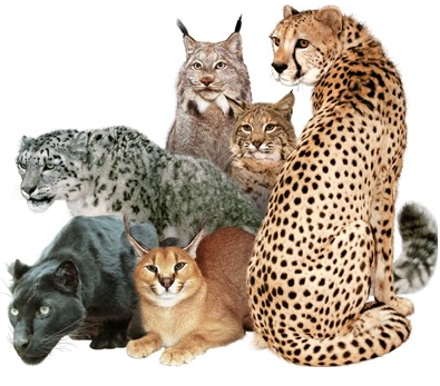 Save The Big Cats Images Big Cats Wallpaper And Background Photos - Big Cat, Transparent background PNG HD thumbnail