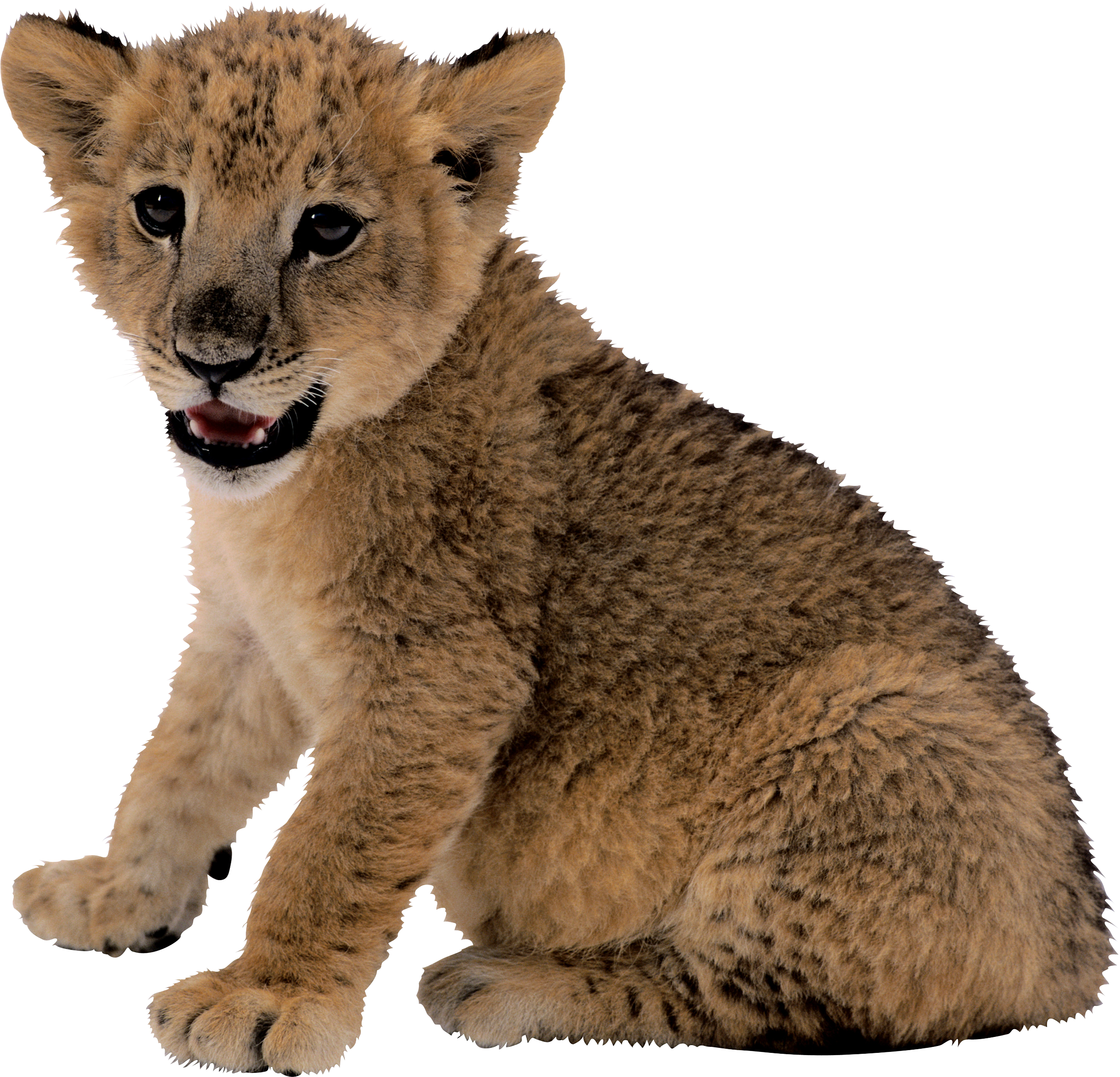 Small Lion Png Image - Big Cat, Transparent background PNG HD thumbnail