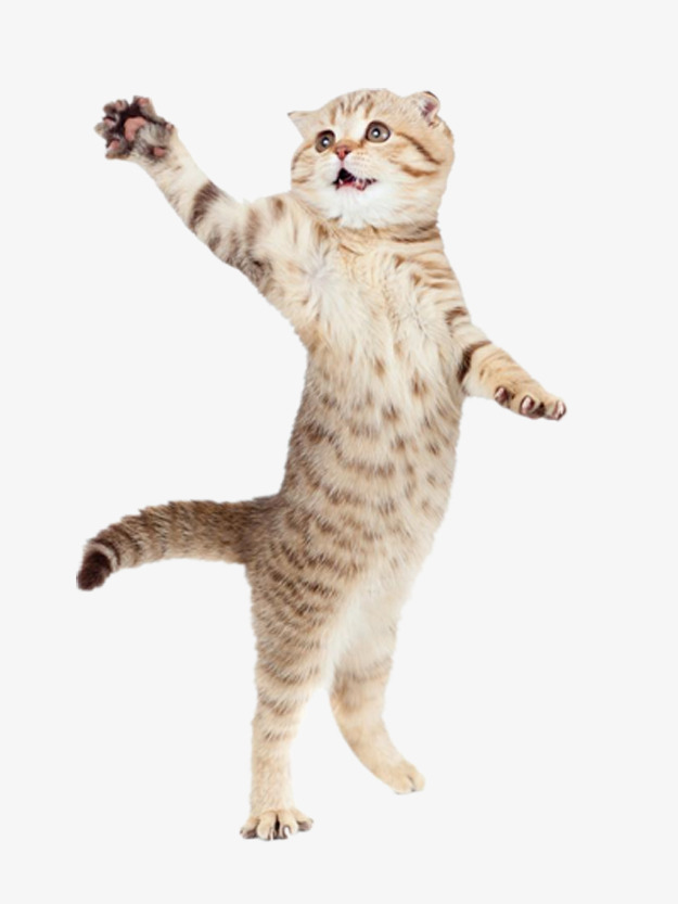 Standing Cat, Big Cat, Beautiful Cat Png Image And Clipart - Big Cat, Transparent background PNG HD thumbnail