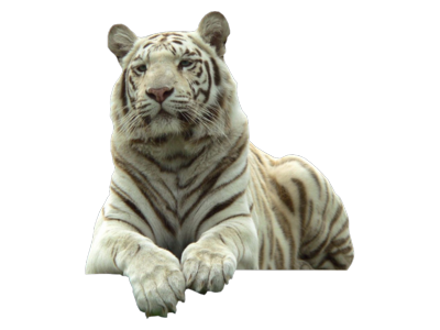 White Tiger Png Pic - Big Cat, Transparent background PNG HD thumbnail
