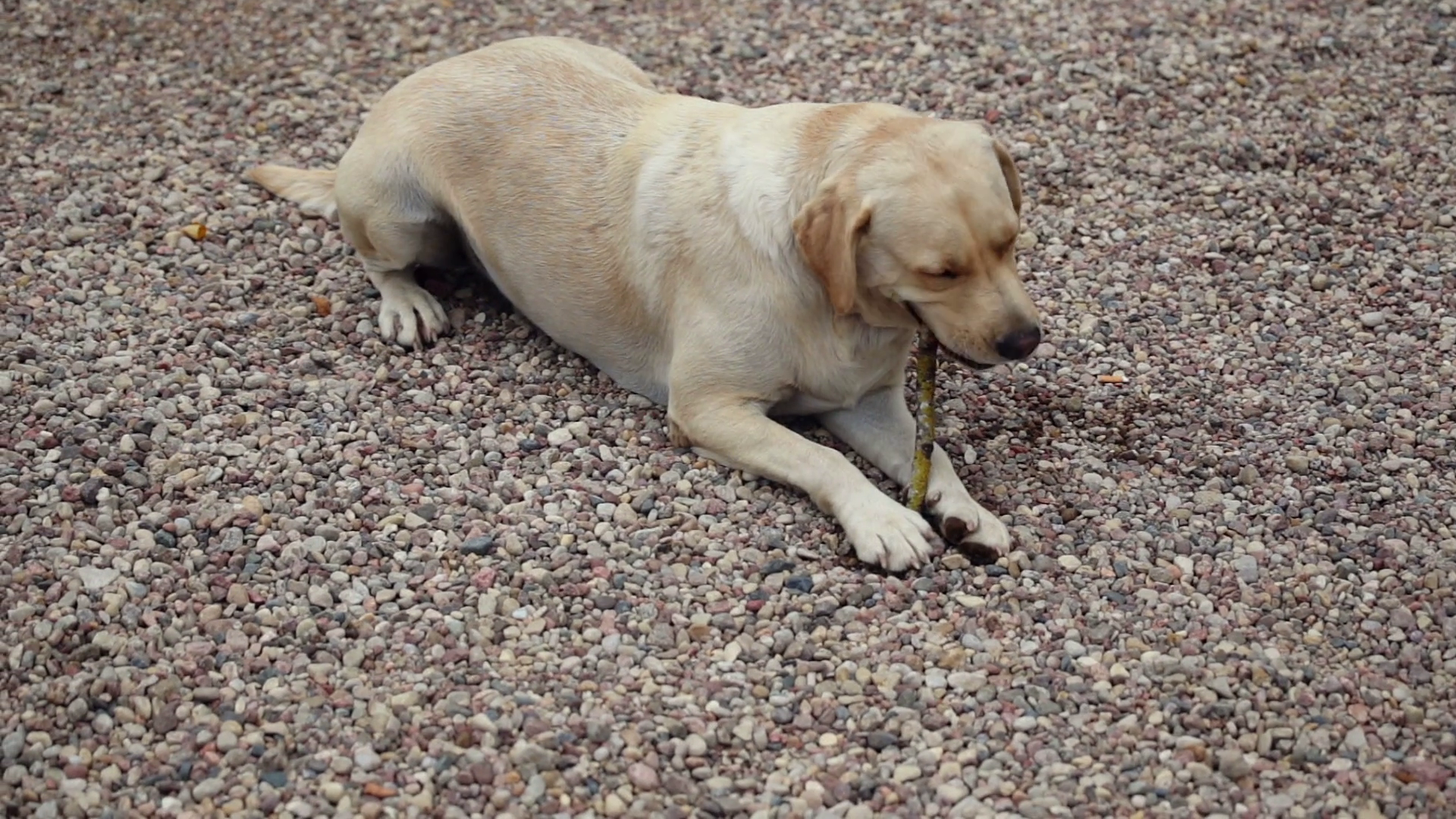 Big Dog Gnaws A Branch Stick In The Yard With Gravel Road Stock Video Footage   Videoblocks - Big Dog, Transparent background PNG HD thumbnail