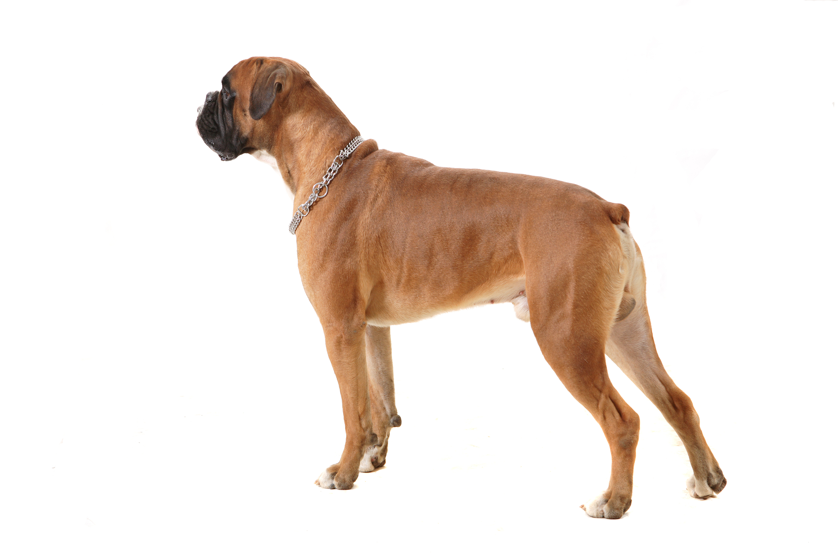Bigstock Boxer Dog 2654224 (2) - Big Dog, Transparent background PNG HD thumbnail