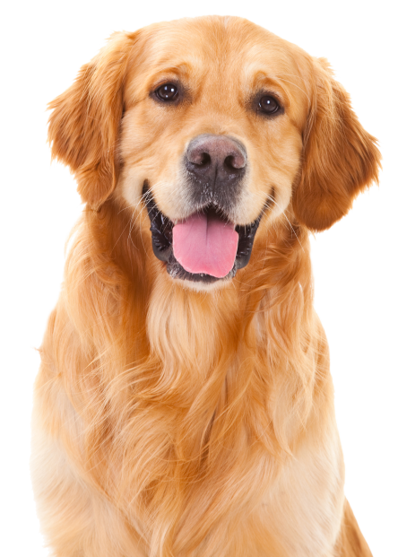 Grooming; Get A Dog - Big Dog, Transparent background PNG HD thumbnail