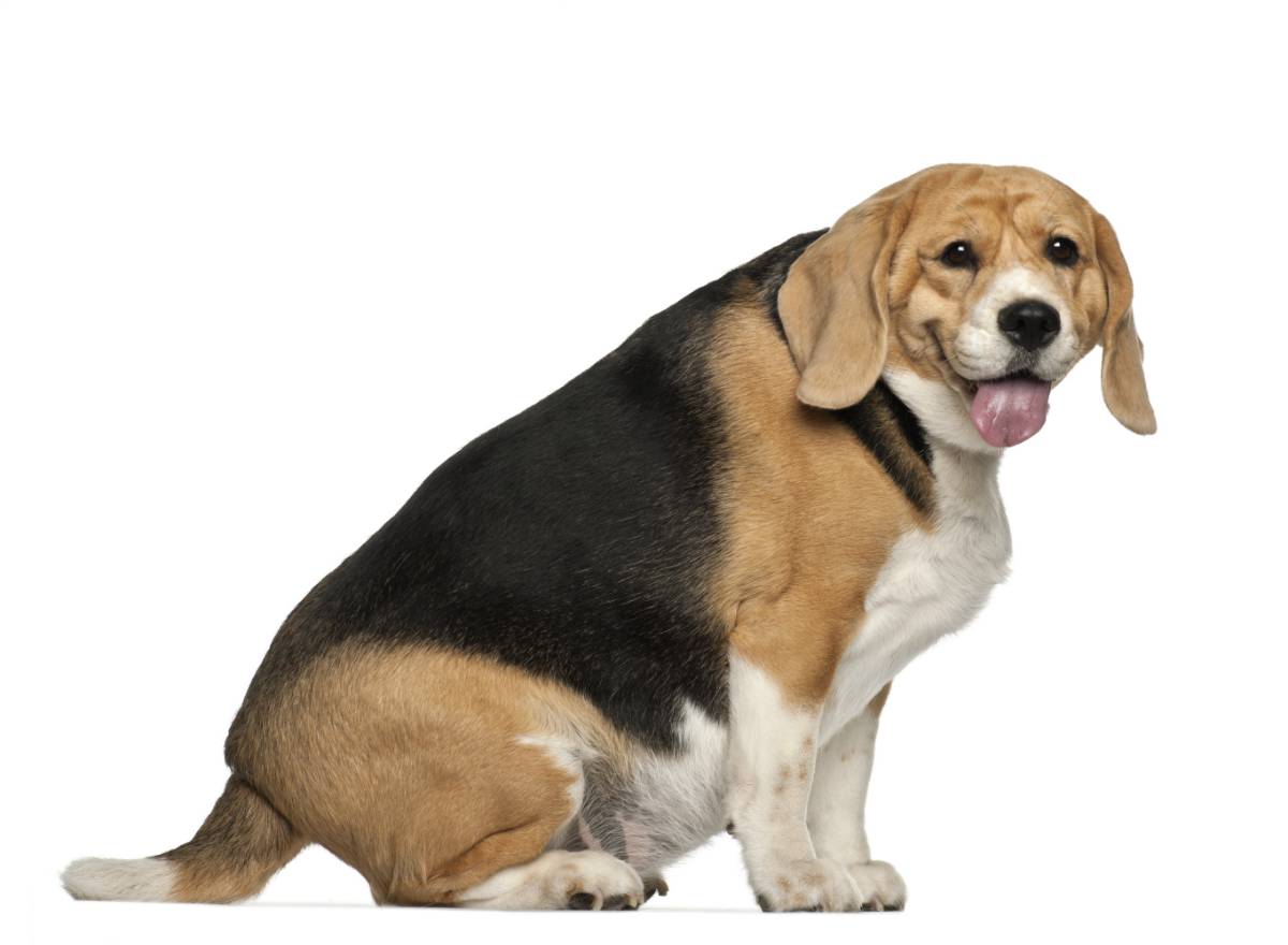 Is Your Pooch Predisposed To Getting Porky? - Big Dog, Transparent background PNG HD thumbnail
