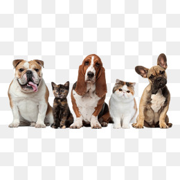 Pet Dogs And Cats, Pet, Dog, Cat Png Image And Clipart - Big Dog, Transparent background PNG HD thumbnail