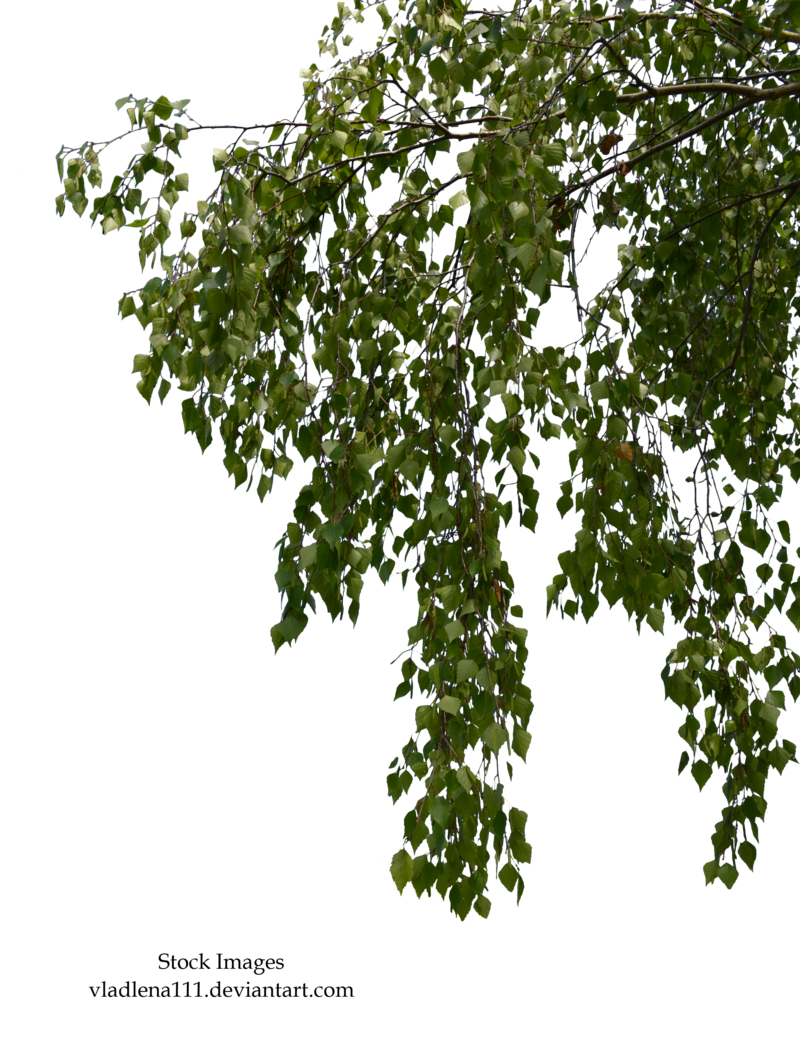 Birch Branches 4 By Vladlena111 - Branch, Transparent background PNG HD thumbnail