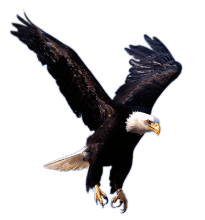 Eagle Landing - Bird Claw, Transparent background PNG HD thumbnail