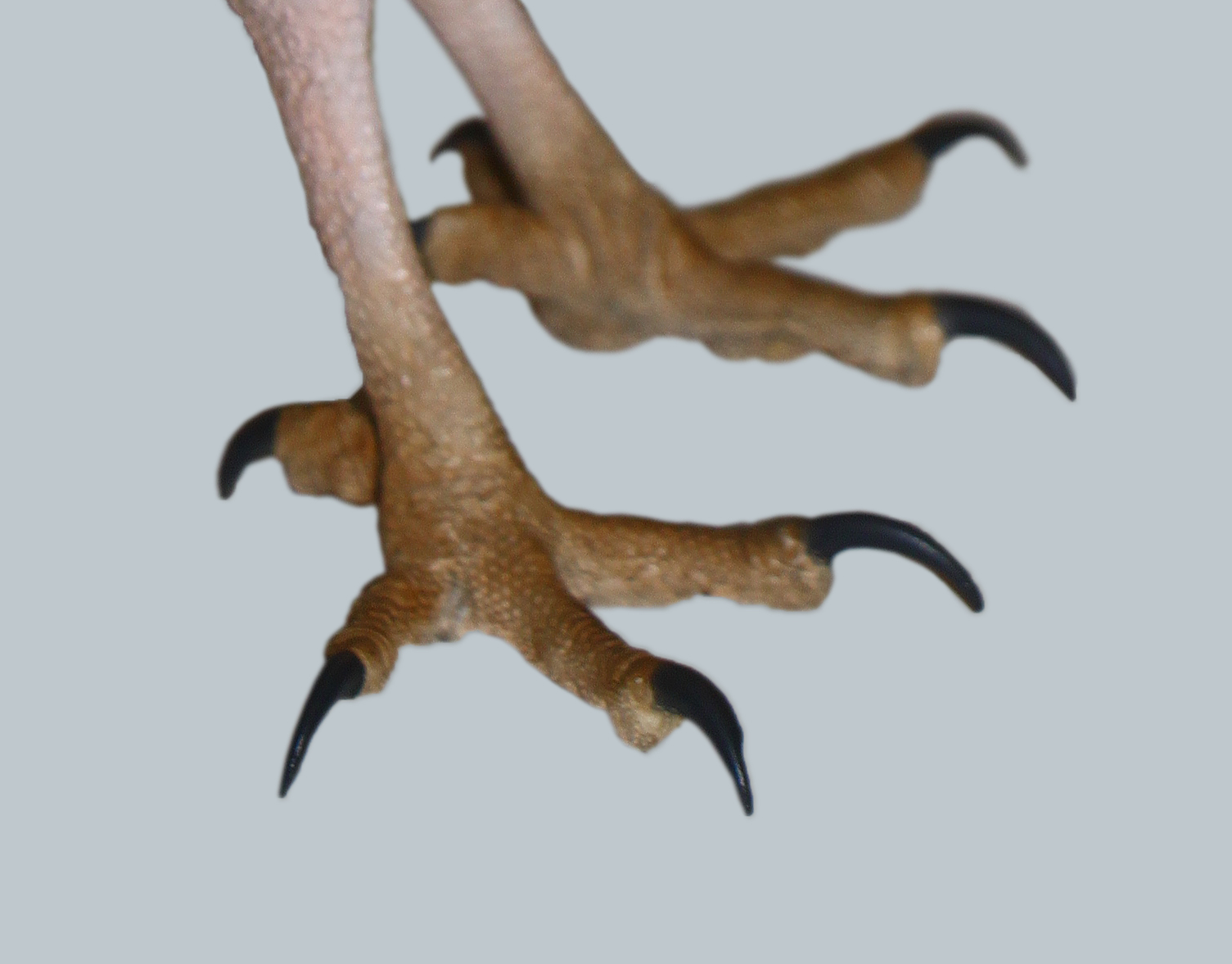 File:wendezehe.png - Bird Claw, Transparent background PNG HD thumbnail