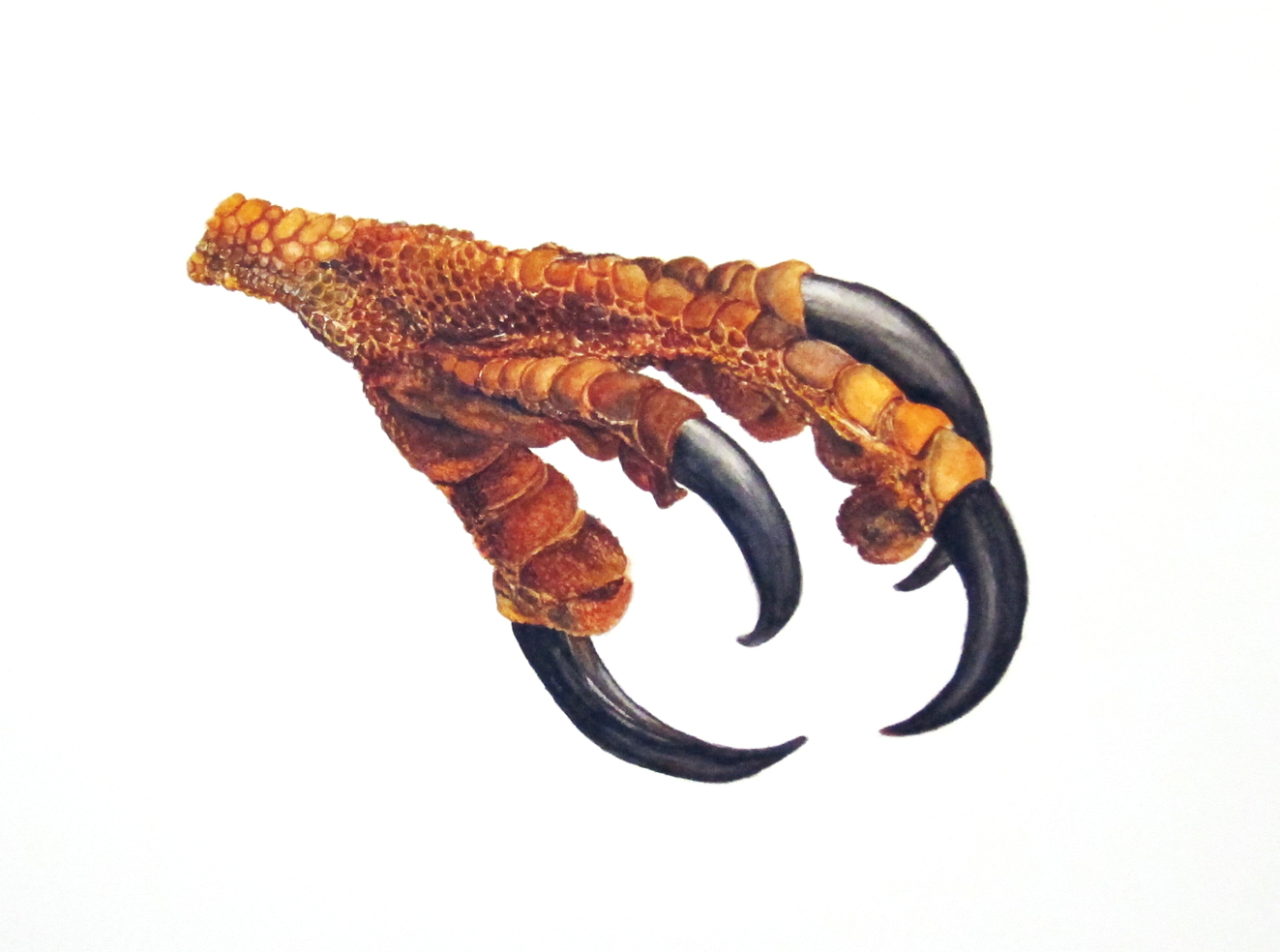 Preview - Bird Claw, Transparent background PNG HD thumbnail
