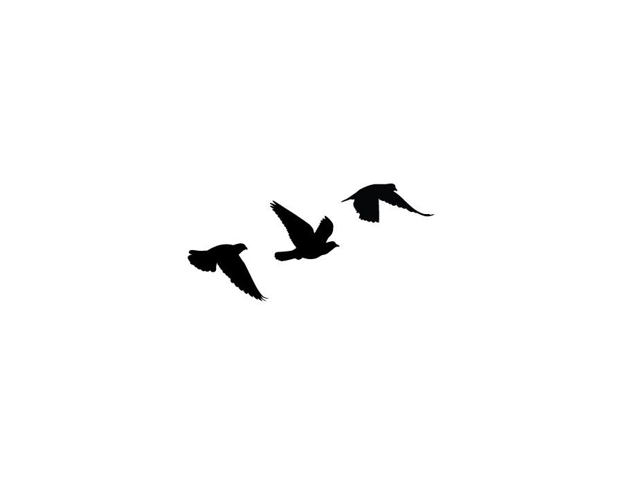 Birds Tattoo   Clipart Best - Bird Foot, Transparent background PNG HD thumbnail