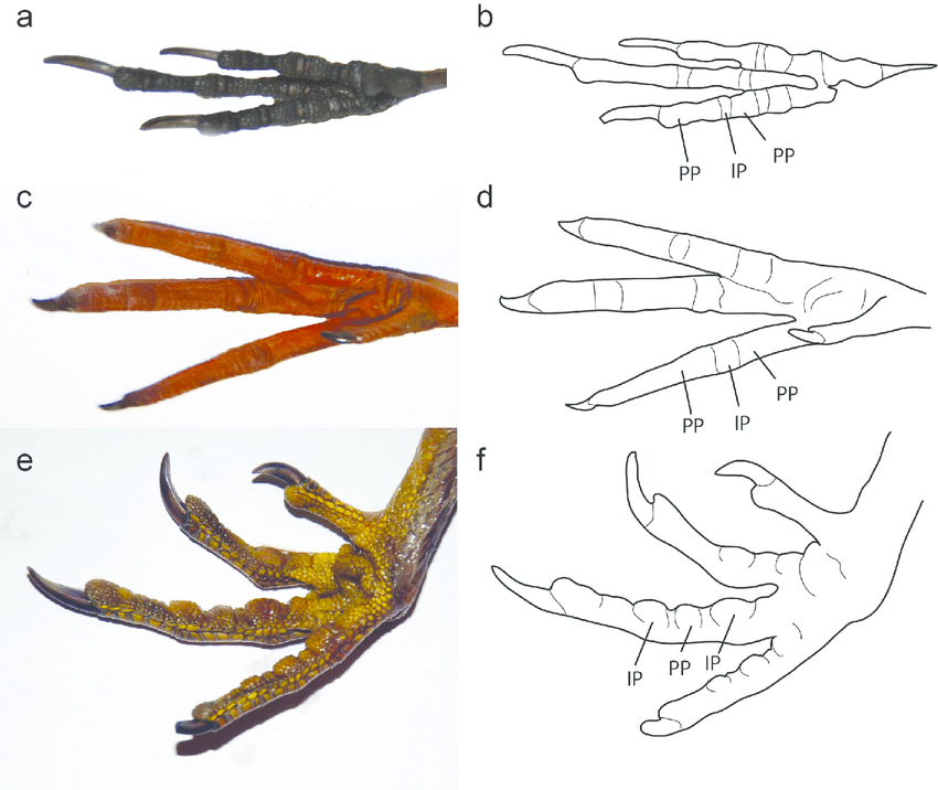 Examples Of Modern Bird Foot Morphology. Photographs And Line Drawing Of The Feet Of A - Bird Foot, Transparent background PNG HD thumbnail
