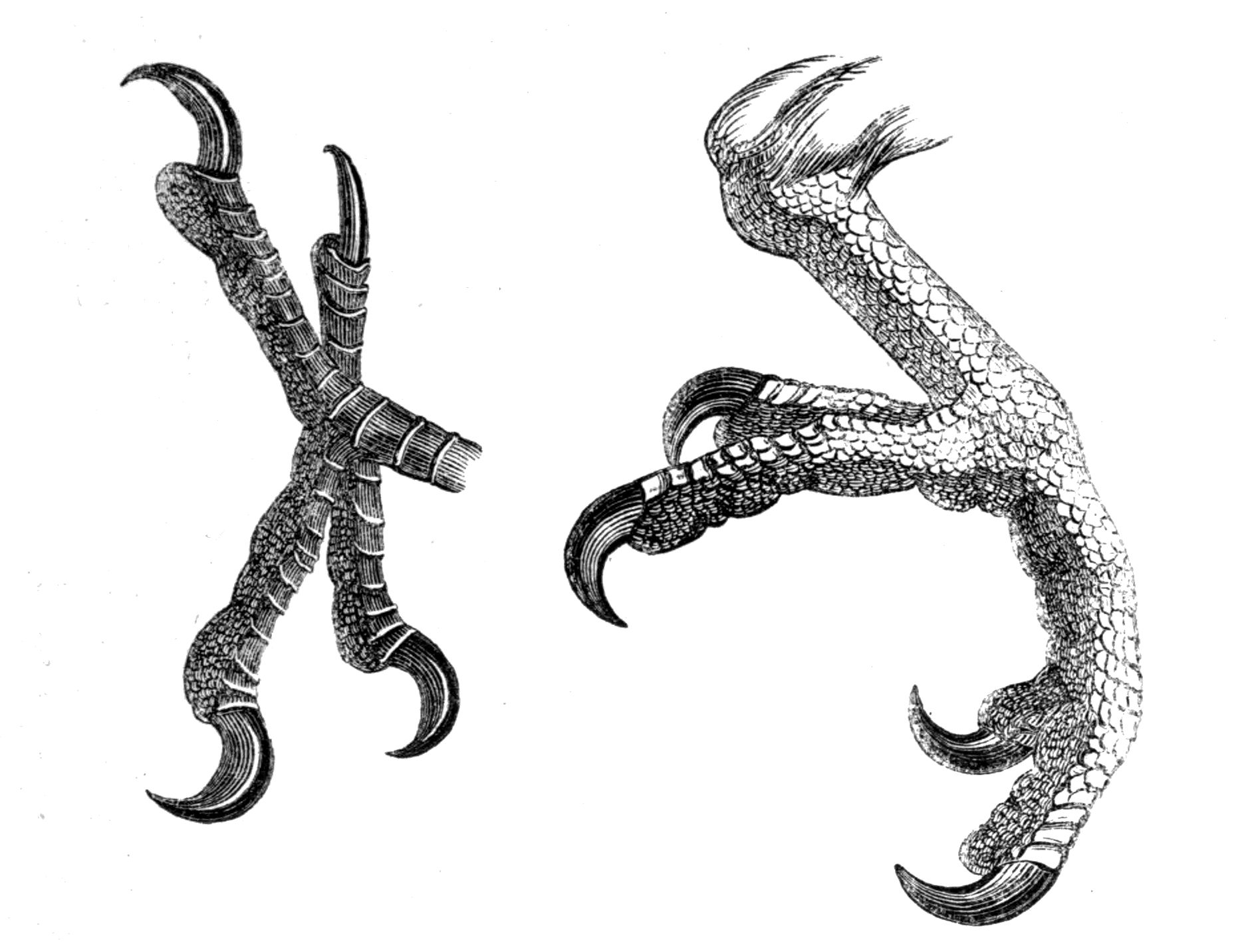 Modern Bird Feet, By Philip Henry Gosse, 1849, Public Domain. Note Overlapping Scutes On The Top Surfaces, And Pebbly, Polygonal Reticulae On The Bottom Hdpng.com  - Bird Foot, Transparent background PNG HD thumbnail