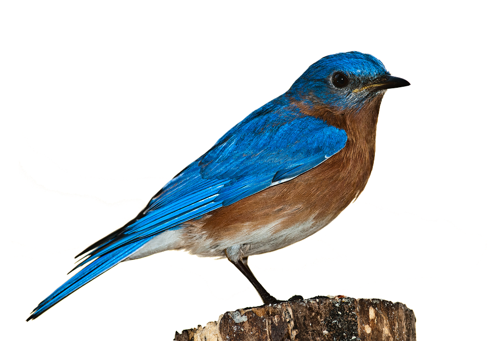 Bird Bluebird Bird Png Nature Perched Isolated - Bird, Transparent background PNG HD thumbnail