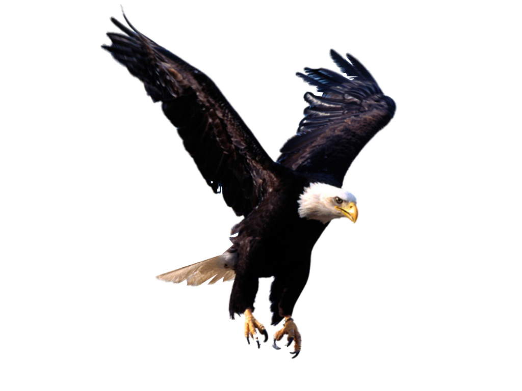 Eagle Png Image, Free Picture Download - Bird, Transparent background PNG HD thumbnail