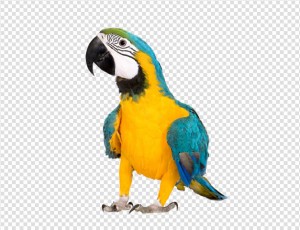 Parrot Png Image - Bird, Transparent background PNG HD thumbnail