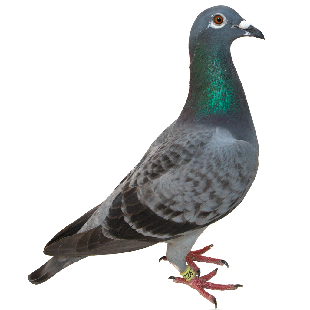 Pigeon Png Image - Bird, Transparent background PNG HD thumbnail