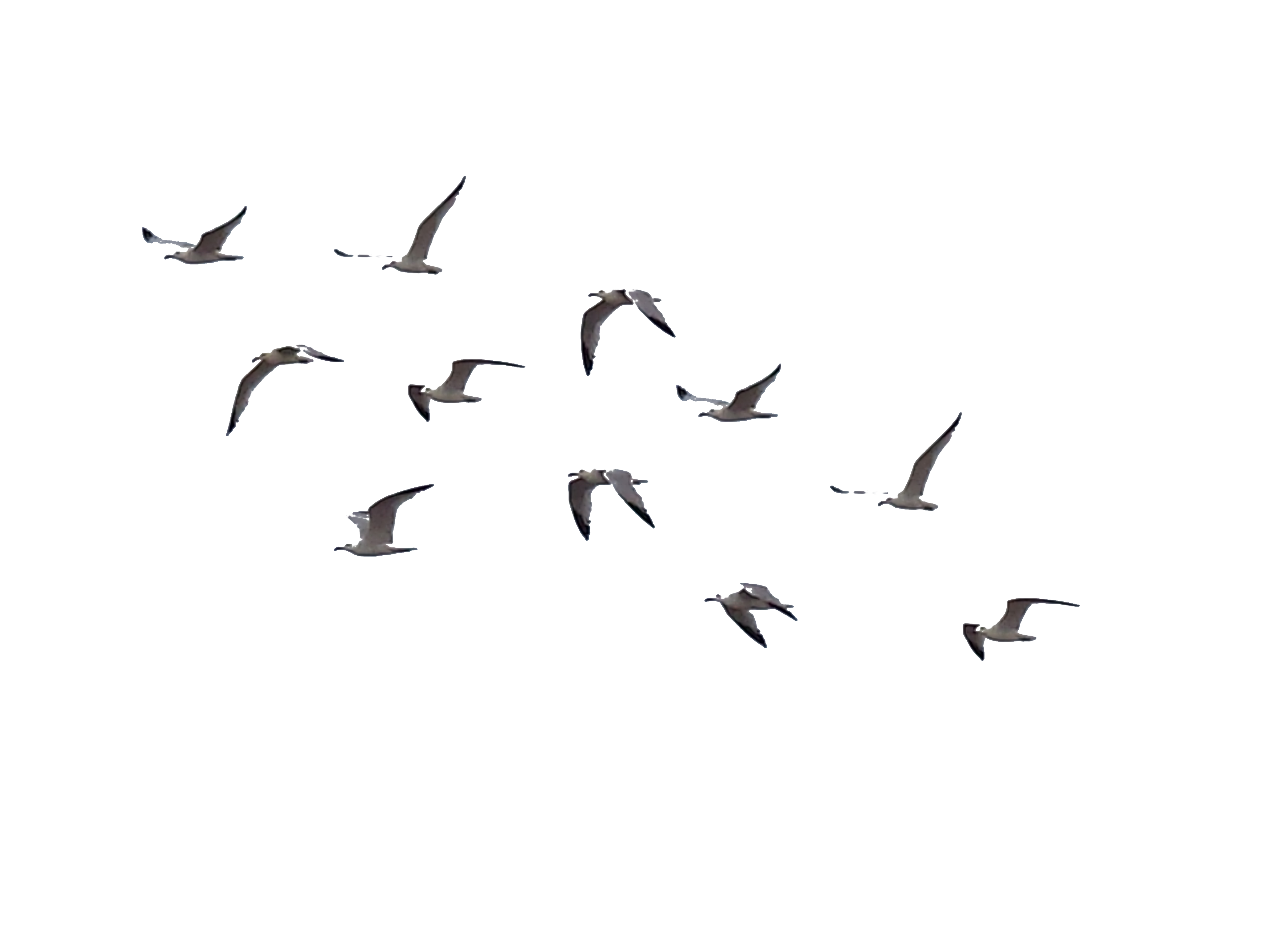 Birds Stock 01 By Brizzolatto55 Birds Stock 01 By Brizzolatto55 - Bird In Flight, Transparent background PNG HD thumbnail