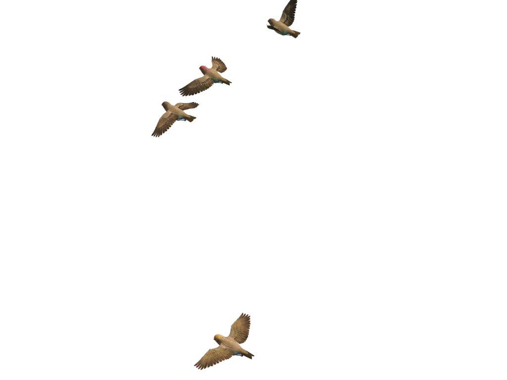 Flying Birds 06 Png Stock By Roy3D Hdpng.com  - Bird In Flight, Transparent background PNG HD thumbnail