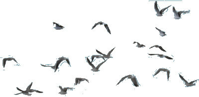 Flying Birds For Snips | Flickr   Photo Sharing! - Bird In Flight, Transparent background PNG HD thumbnail