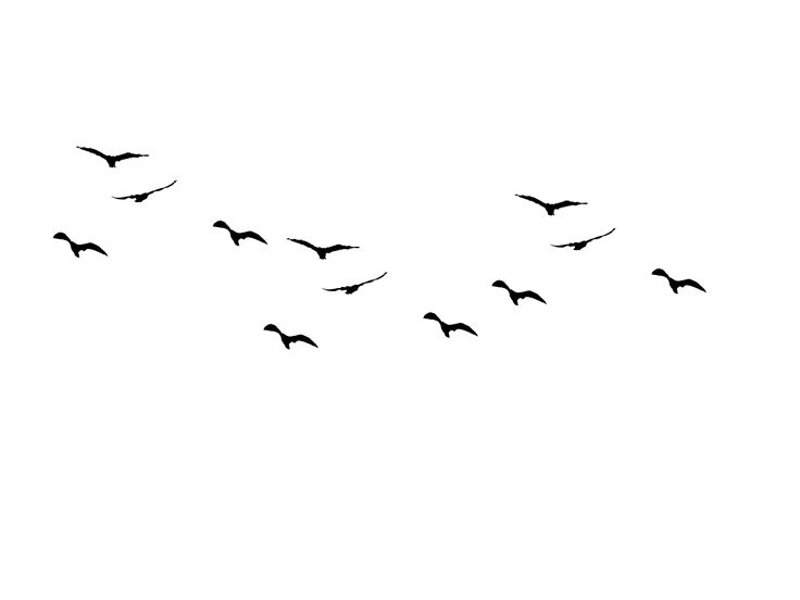 25 Best Ideas About Bird. Hd Clipart Tumblr_Static_Stock___Flying_Black_Birds___Silhouette_3_By_Jassy2012 D5La8Ci.png Hdpng.com  - Bird Outline, Transparent background PNG HD thumbnail