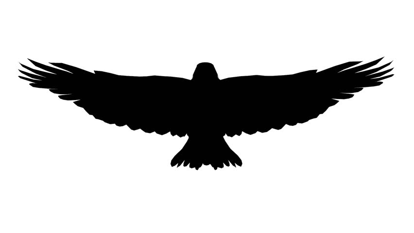 Eagle Inciting Wings Flying Gliding,haliaeetus Leucocephalus Bird Animal Sketch Silhouette.american Freedom Symbol - Bird Outline, Transparent background PNG HD thumbnail