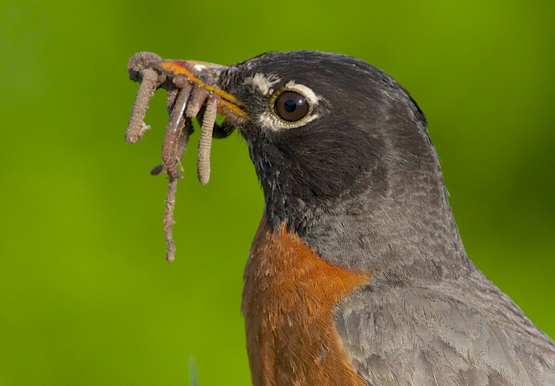 Am Robin With Worms In Its Beak - Bird With Worm, Transparent background PNG HD thumbnail