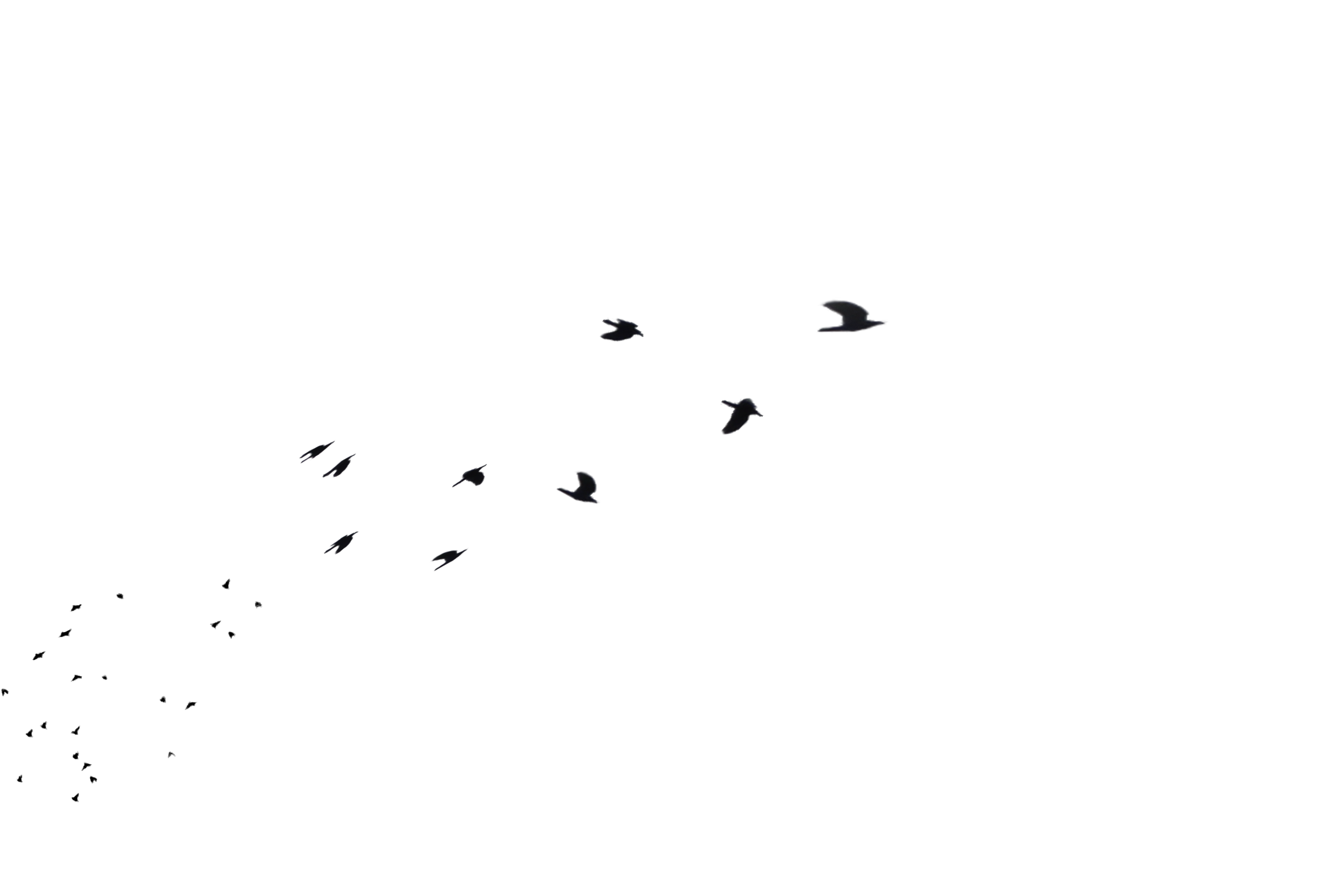 Annamae22 36 24 Flock Of Birds Flying Away In Distance Png Stock By Annamae22 - Birds And Fish, Transparent background PNG HD thumbnail